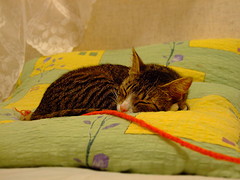 cat nap green red