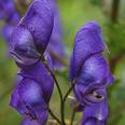 aconite 2