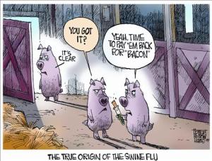 flu pigs cartoon
