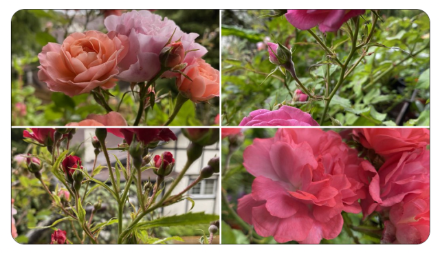 Balcony roses: my late summer review | Heart Sisters